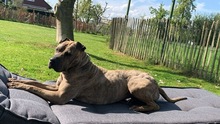 DULZURA, Hund, Shar Pei in Voerde - Bild 3