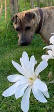 DULZURA, Hund, Shar Pei in Voerde - Bild 4