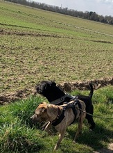 DULZURA, Hund, Shar Pei in Voerde - Bild 6