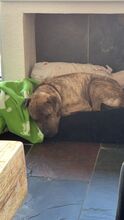 DULZURA, Hund, Shar Pei in Voerde - Bild 8