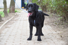SKYLER, Hund, Mischlingshund in Ungarn - Bild 1