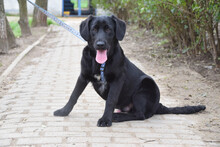 SKYLER, Hund, Mischlingshund in Ungarn - Bild 3