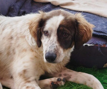 SAMA, Hund, Mischlingshund in Griechenland - Bild 1