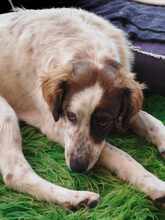 SAMA, Hund, Mischlingshund in Griechenland - Bild 2