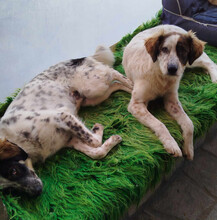 SAMA, Hund, Mischlingshund in Griechenland - Bild 3