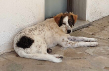 SAMA, Hund, Mischlingshund in Griechenland - Bild 4
