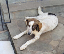 SAMA, Hund, Mischlingshund in Griechenland - Bild 5