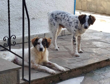 SAMA, Hund, Mischlingshund in Griechenland - Bild 6