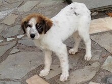SAMA, Hund, Mischlingshund in Griechenland - Bild 7