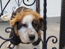 SAMA, Hund, Mischlingshund in Griechenland - Bild 8