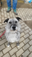 FRANZI, Hund, Mischlingshund in Ungarn - Bild 1