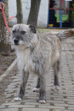 FRANZI, Hund, Mischlingshund in Ungarn - Bild 2