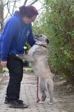 FRANZI, Hund, Mischlingshund in Ungarn - Bild 3