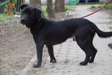 ASTERIX, Hund, Mischlingshund in Ungarn - Bild 2