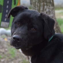 ASTERIX, Hund, Mischlingshund in Ungarn - Bild 4