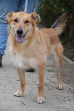 PLUM, Hund, Mischlingshund in Ungarn - Bild 1