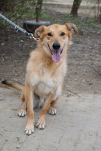 PLUM, Hund, Mischlingshund in Ungarn - Bild 2