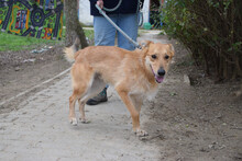 PLUM, Hund, Mischlingshund in Ungarn - Bild 3