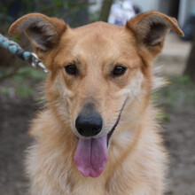 PLUM, Hund, Mischlingshund in Ungarn - Bild 4