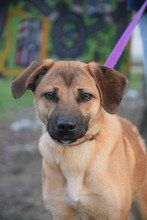 NADY, Hund, Mischlingshund in Ungarn - Bild 1