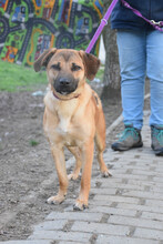 NADY, Hund, Mischlingshund in Ungarn - Bild 2