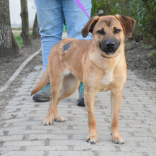NADY, Hund, Mischlingshund in Ungarn - Bild 3