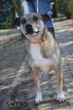 IKEA, Hund, Mischlingshund in Ungarn - Bild 1
