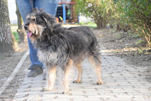 TIMMY, Hund, Mischlingshund in Ungarn - Bild 1