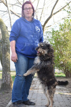 TIMMY, Hund, Mischlingshund in Ungarn - Bild 2