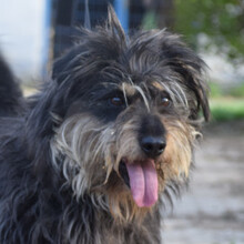 TIMMY, Hund, Mischlingshund in Ungarn - Bild 3