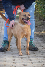 KESU, Hund, Mischlingshund in Ungarn - Bild 1