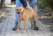 KESU, Hund, Mischlingshund in Ungarn - Bild 2