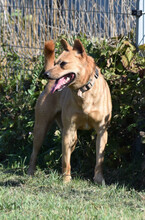 KESU, Hund, Mischlingshund in Ungarn - Bild 3