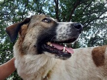 JEMILE, Hund, Mischlingshund in Griechenland - Bild 1