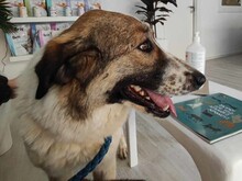 JEMILE, Hund, Mischlingshund in Griechenland - Bild 10