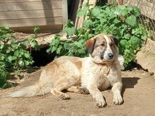 JEMILE, Hund, Mischlingshund in Griechenland - Bild 11