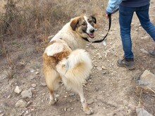 JEMILE, Hund, Mischlingshund in Griechenland - Bild 3
