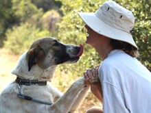 JEMILE, Hund, Mischlingshund in Griechenland - Bild 4