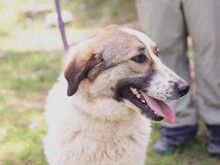 JEMILE, Hund, Mischlingshund in Griechenland - Bild 5