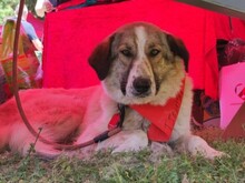 JEMILE, Hund, Mischlingshund in Griechenland - Bild 7