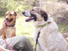 JEMILE, Hund, Mischlingshund in Griechenland - Bild 8