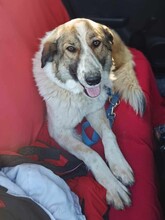 JEMILE, Hund, Mischlingshund in Griechenland - Bild 9