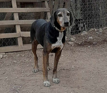 NIO, Hund, Mischlingshund in Griechenland - Bild 1