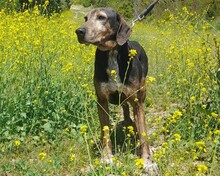 NIO, Hund, Mischlingshund in Griechenland - Bild 2