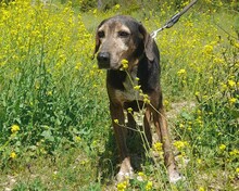 NIO, Hund, Mischlingshund in Griechenland - Bild 3