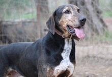NIO, Hund, Mischlingshund in Griechenland - Bild 5