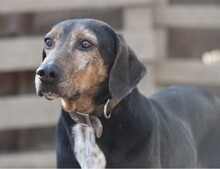 NIO, Hund, Mischlingshund in Griechenland - Bild 6