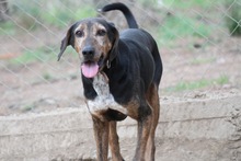 NIO, Hund, Mischlingshund in Griechenland - Bild 7