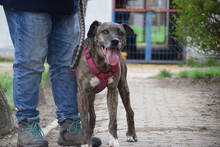 ZUCCHINI, Hund, Mischlingshund in Ungarn - Bild 2