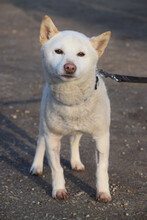 LEMON, Hund, Mischlingshund in Ungarn - Bild 1
